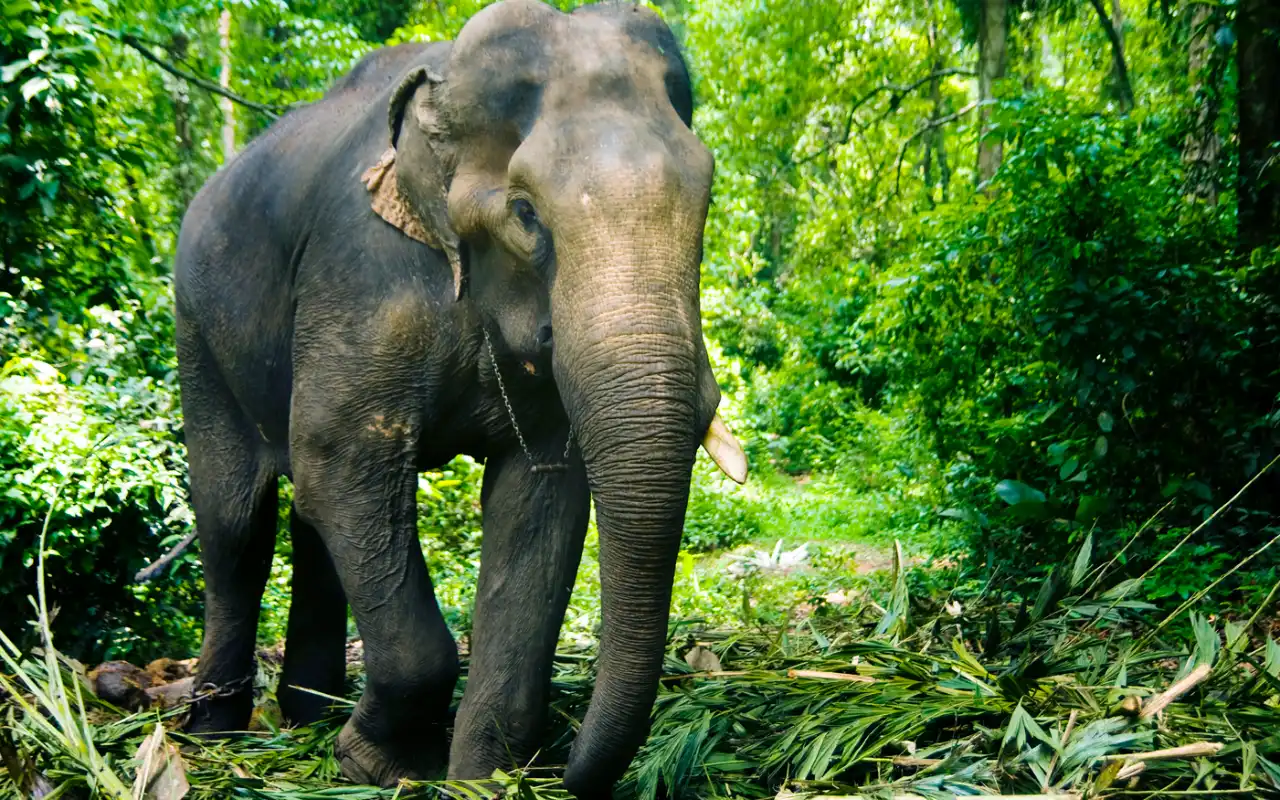 ULTIMATE FAMILY HOLIDAY IN KERALA